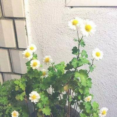 全要传世满v版下载